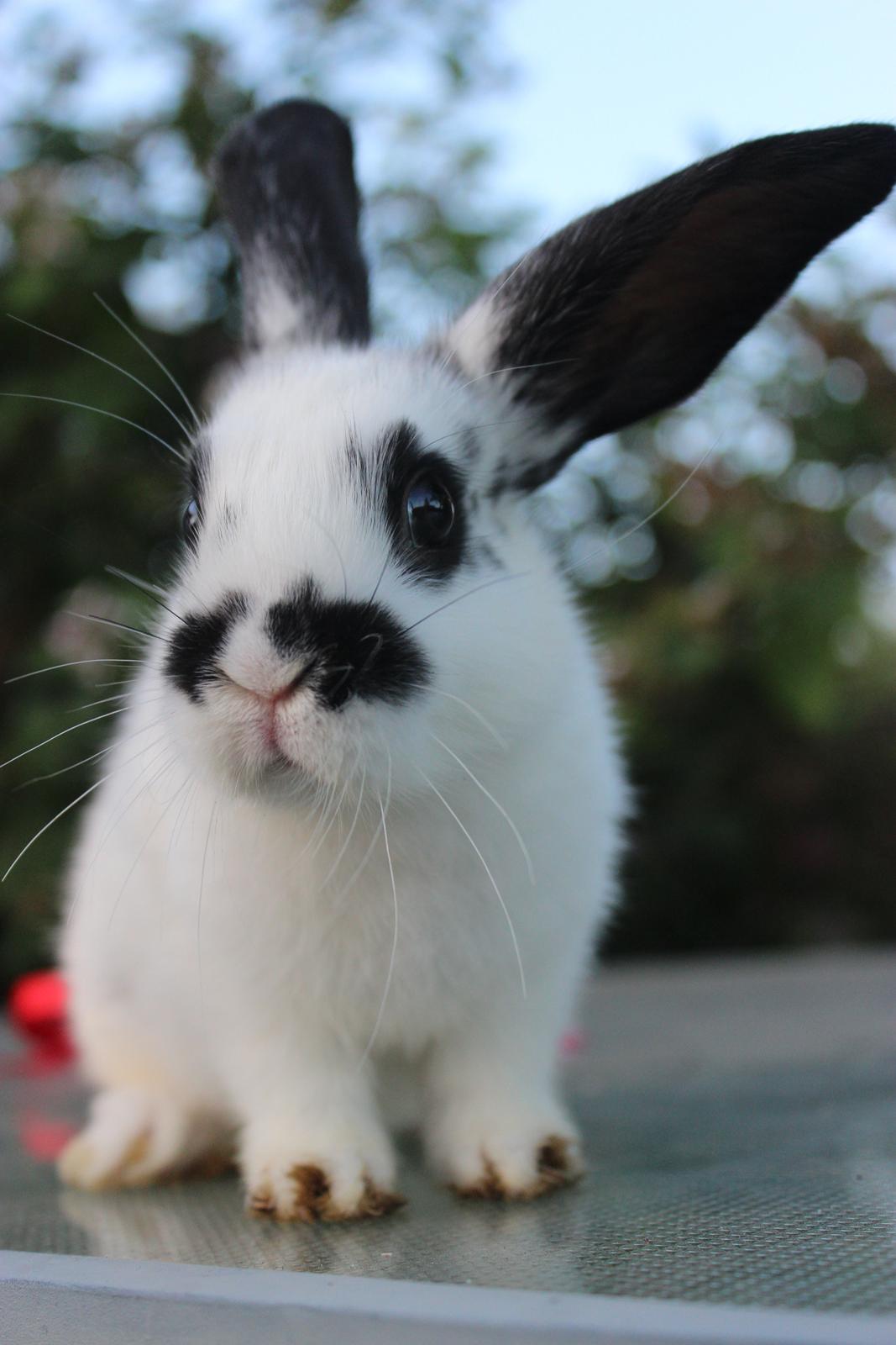 Kanin Mister Moustache billede 20