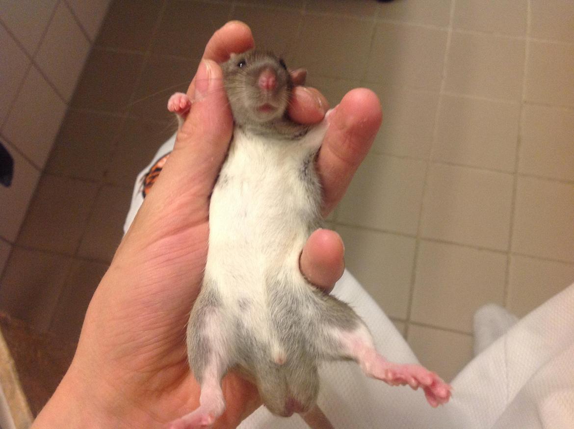 Tamrotte Benjamin billede 6