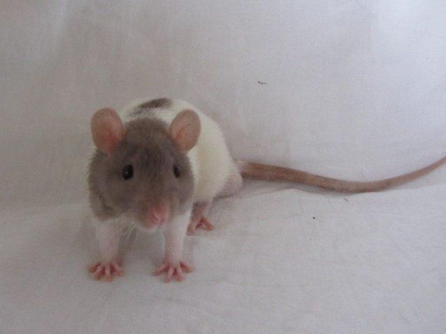 Tamrotte Tuborg RIP billede 1