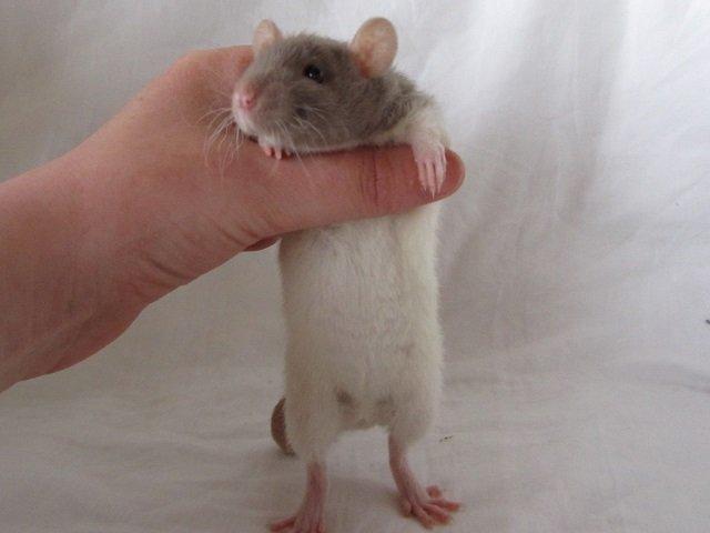 Tamrotte Tuborg RIP billede 2