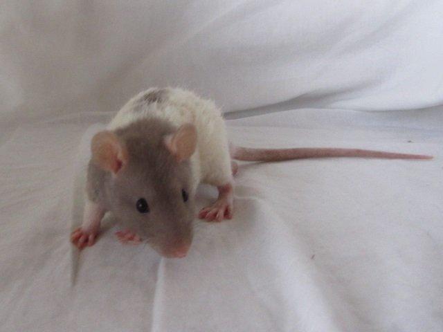 Tamrotte Tuborg RIP billede 3