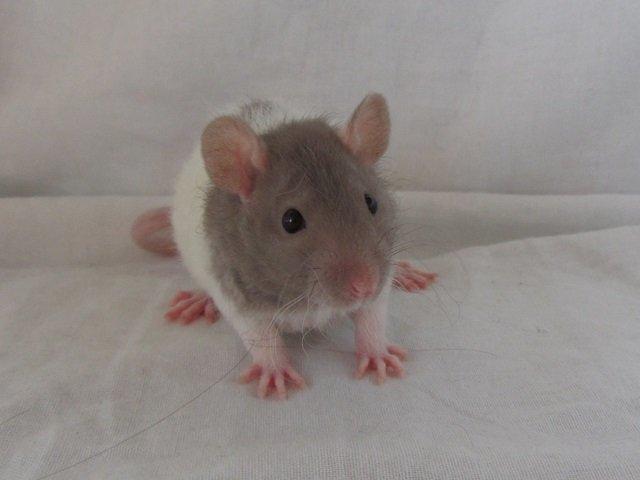 Tamrotte Tuborg RIP billede 4