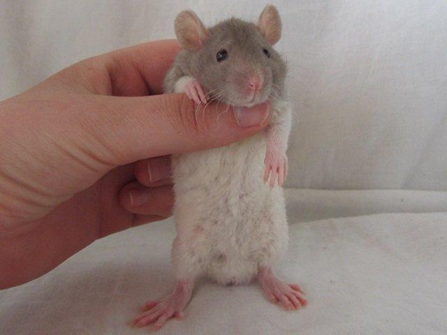 Tamrotte Tuborg RIP billede 5