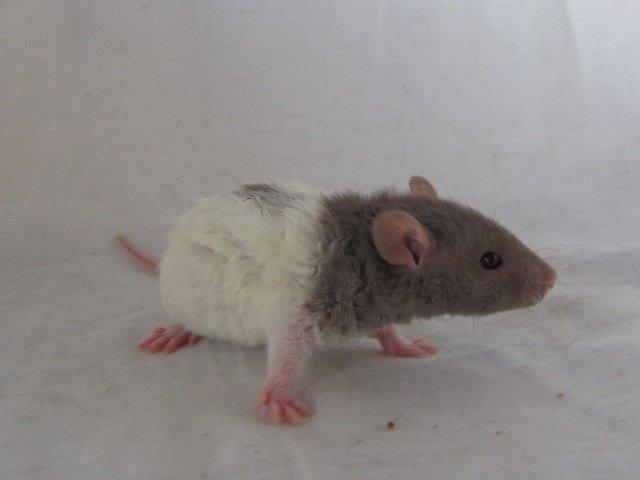 Tamrotte Tuborg RIP billede 6