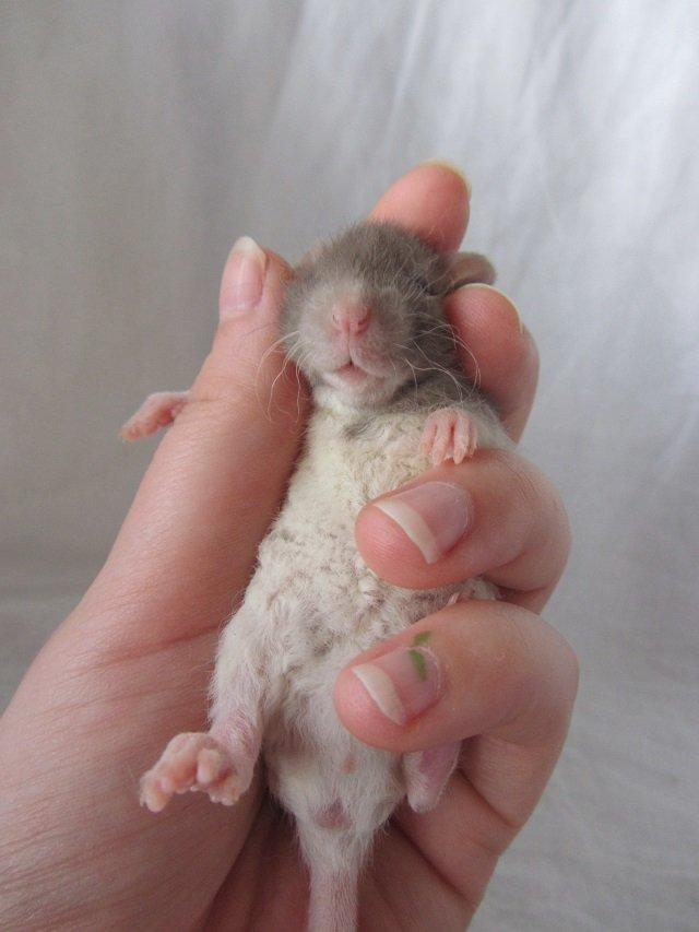 Tamrotte Tuborg RIP billede 7