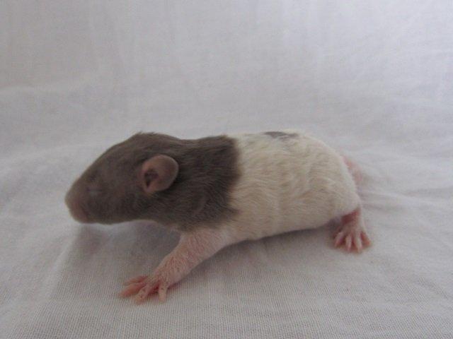 Tamrotte Tuborg RIP billede 8