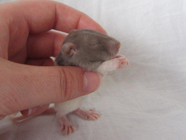 Tamrotte Tuborg RIP billede 9