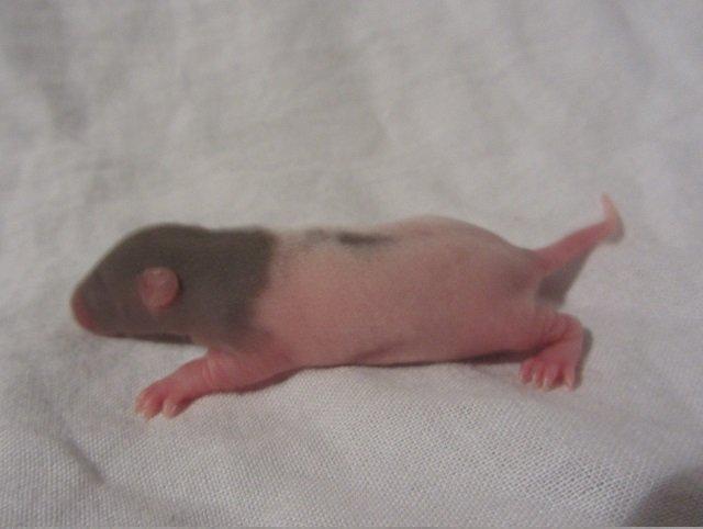 Tamrotte Tuborg RIP billede 10