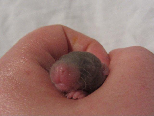 Tamrotte Tuborg RIP billede 11