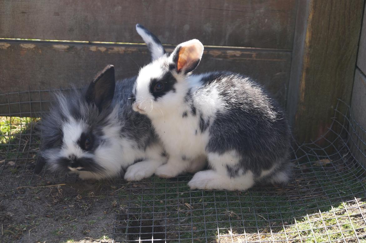 Kanin Stracciatella <3 - Sommer 2013 Stracciatella og Ninka hygger i solen :) billede 7