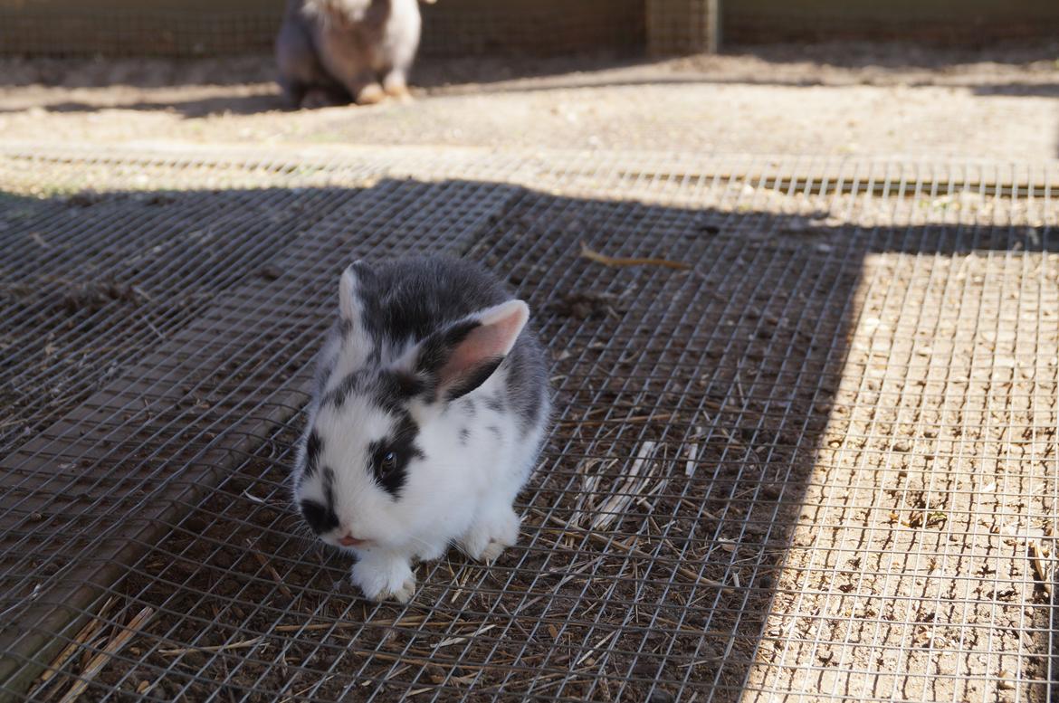 Kanin Stracciatella <3 - Stracciatella rækker tunge :P  billede 8