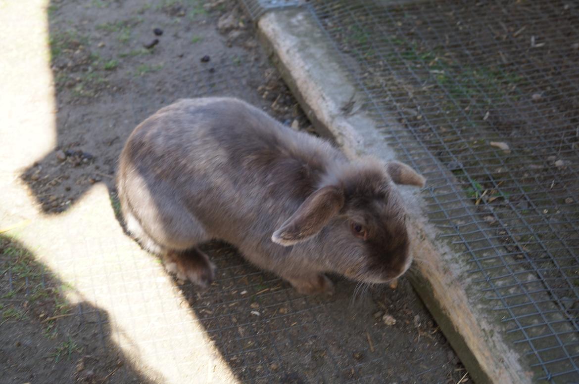 Kanin Berta <3 - Sommer 2013 billede 12