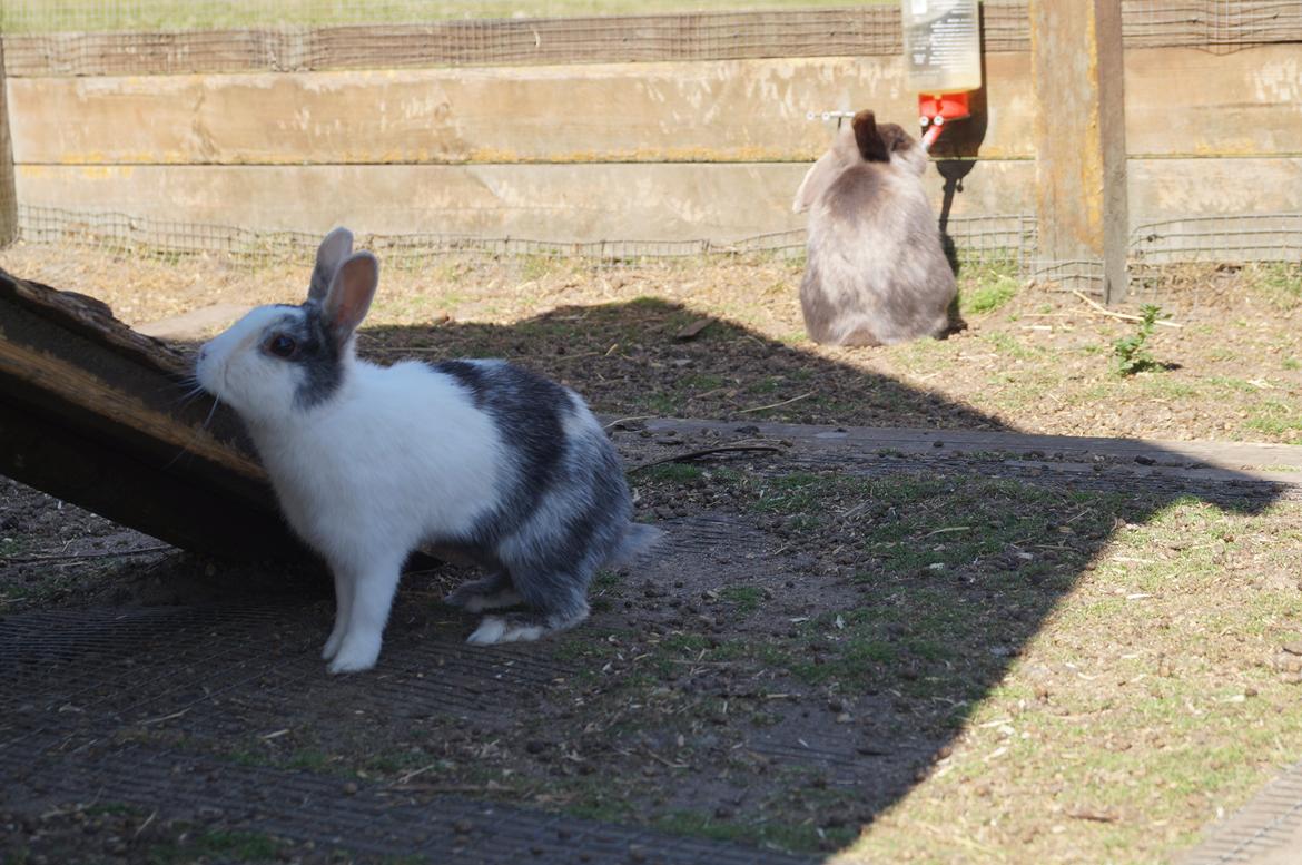 Kanin Bounty <3 - Sommer 2013 billede 8