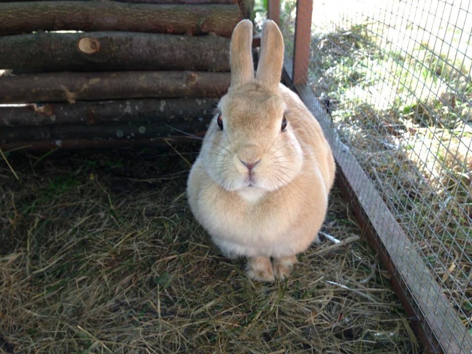 Kanin Klokkeblomst billede 1