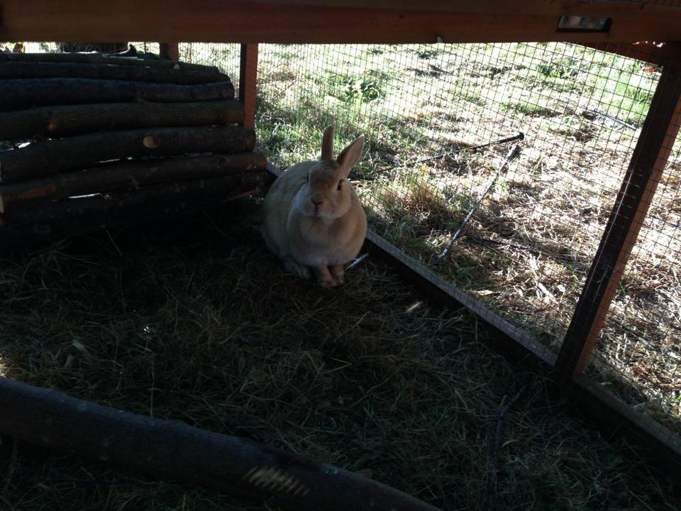 Kanin Klokkeblomst billede 2
