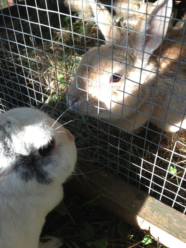 Kanin Klokkeblomst billede 3