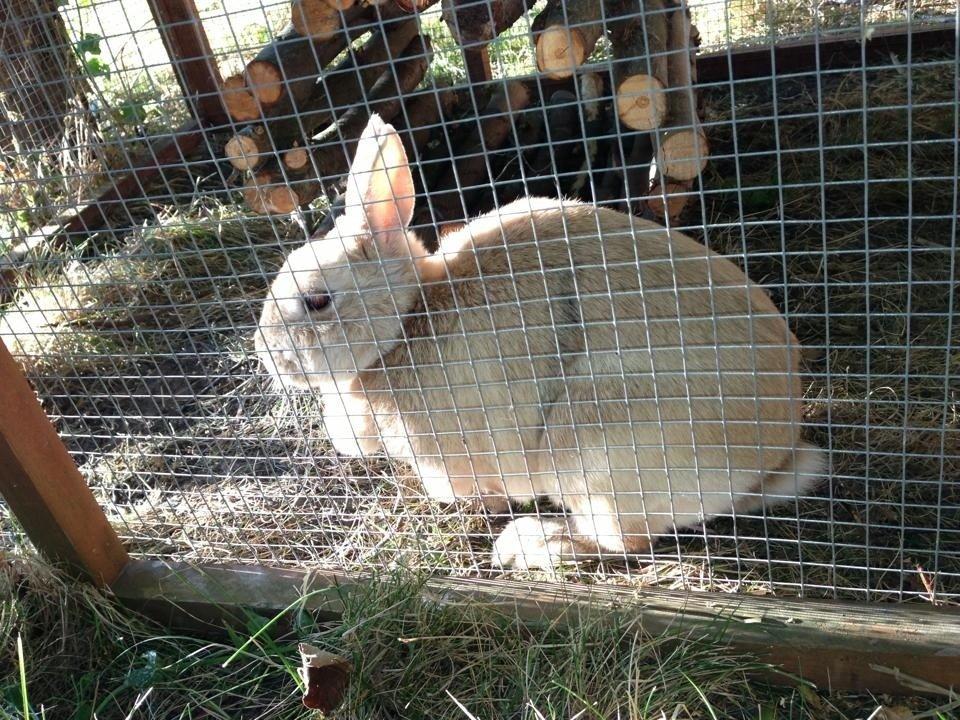 Kanin Klokkeblomst billede 4