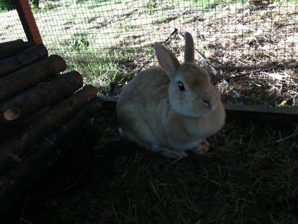 Kanin Klokkeblomst billede 5