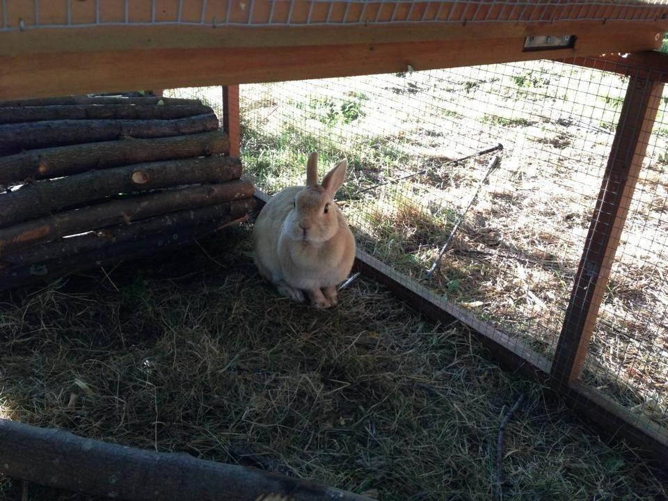 Kanin Klokkeblomst billede 6