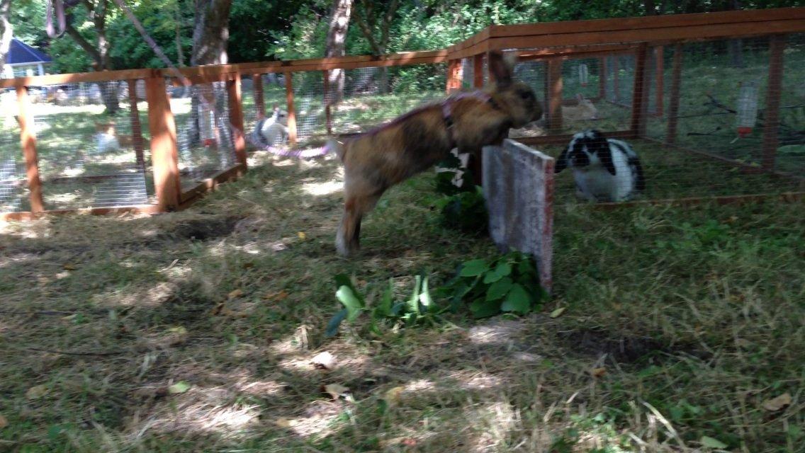 Kanin Rolly Jumper* R'j- TILBYDER PARRING billede 1