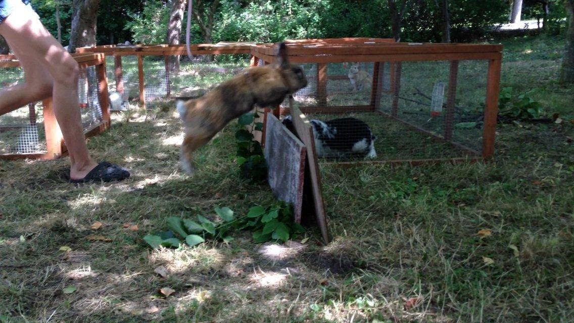 Kanin Rolly Jumper* R'j- TILBYDER PARRING billede 2