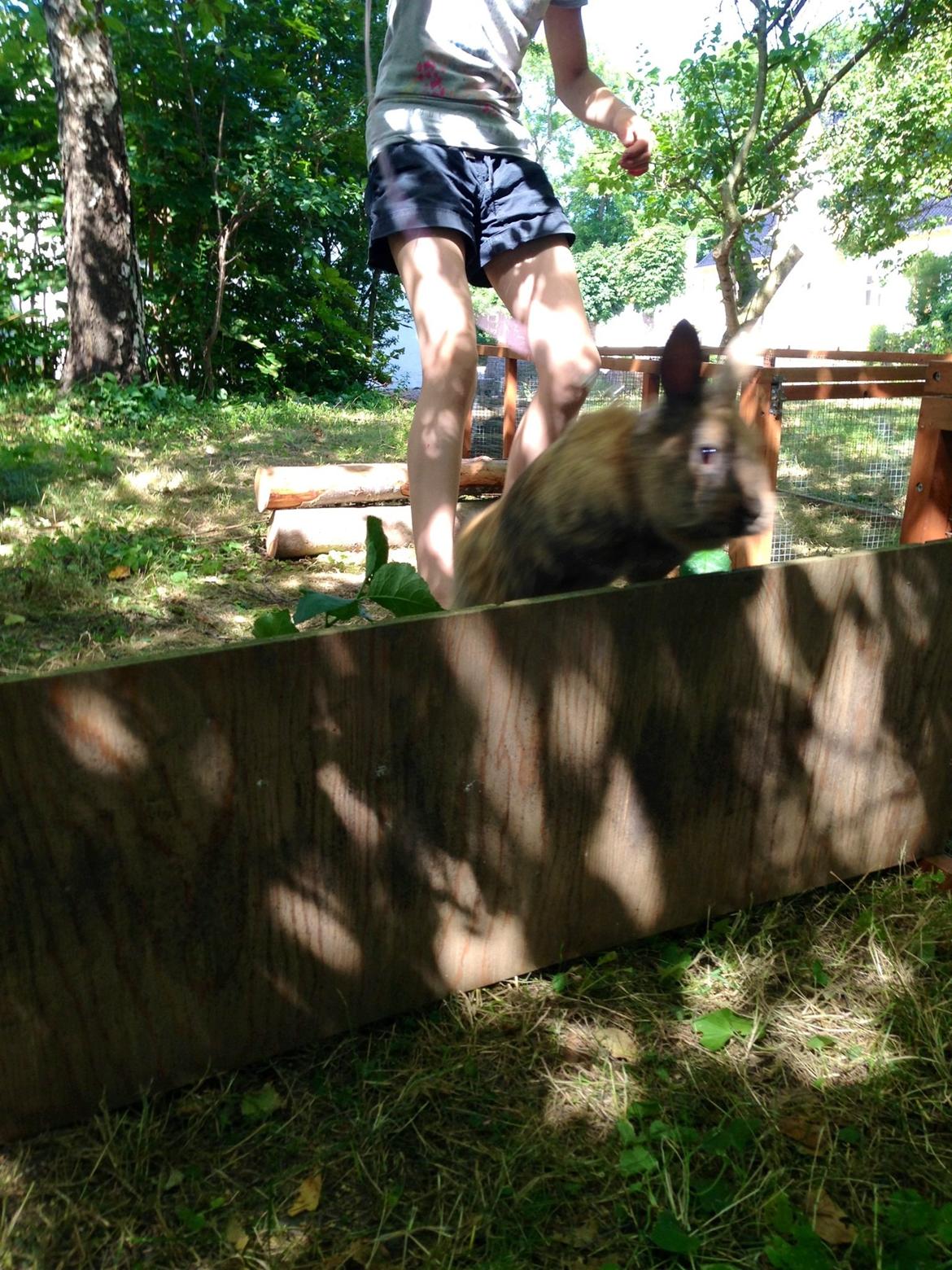 Kanin Rolly Jumper* R'j- TILBYDER PARRING billede 3