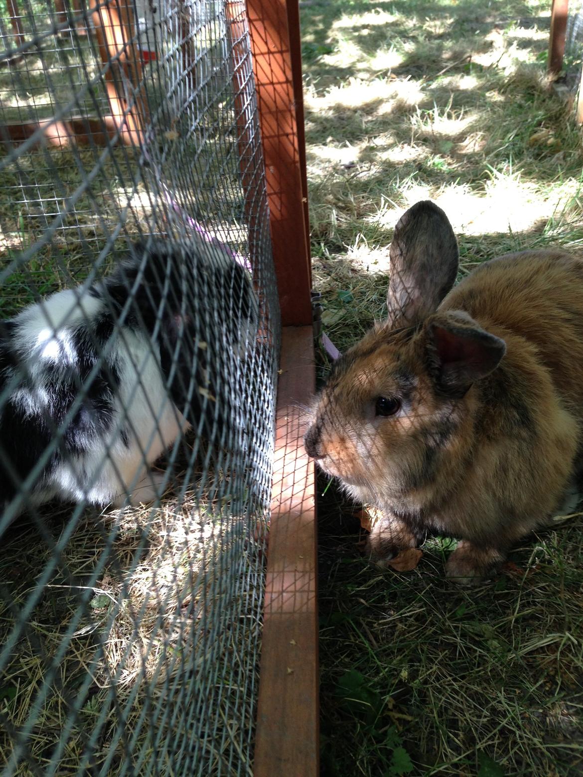 Kanin Rolly Jumper* R'j- TILBYDER PARRING billede 4