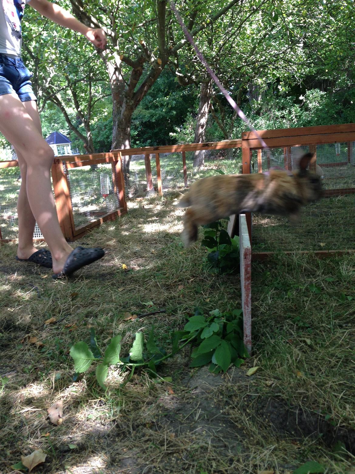 Kanin Rolly Jumper* R'j- TILBYDER PARRING billede 5