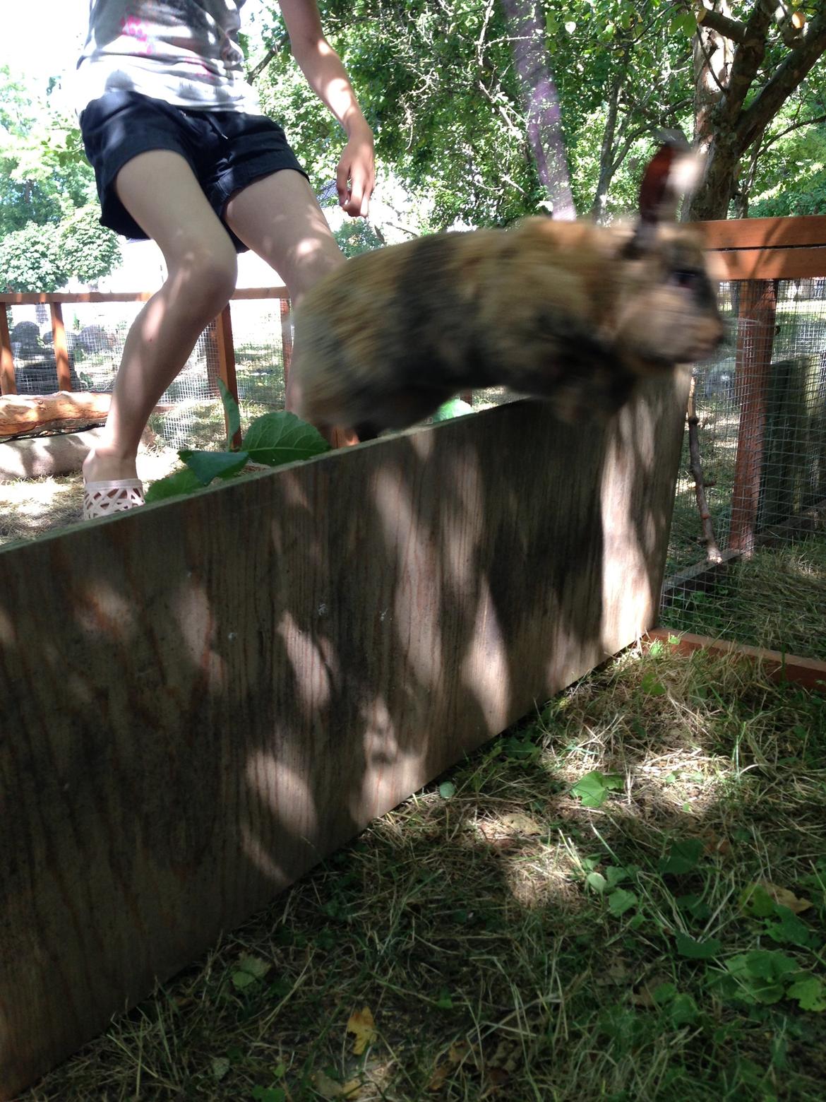 Kanin Rolly Jumper* R'j- TILBYDER PARRING billede 6