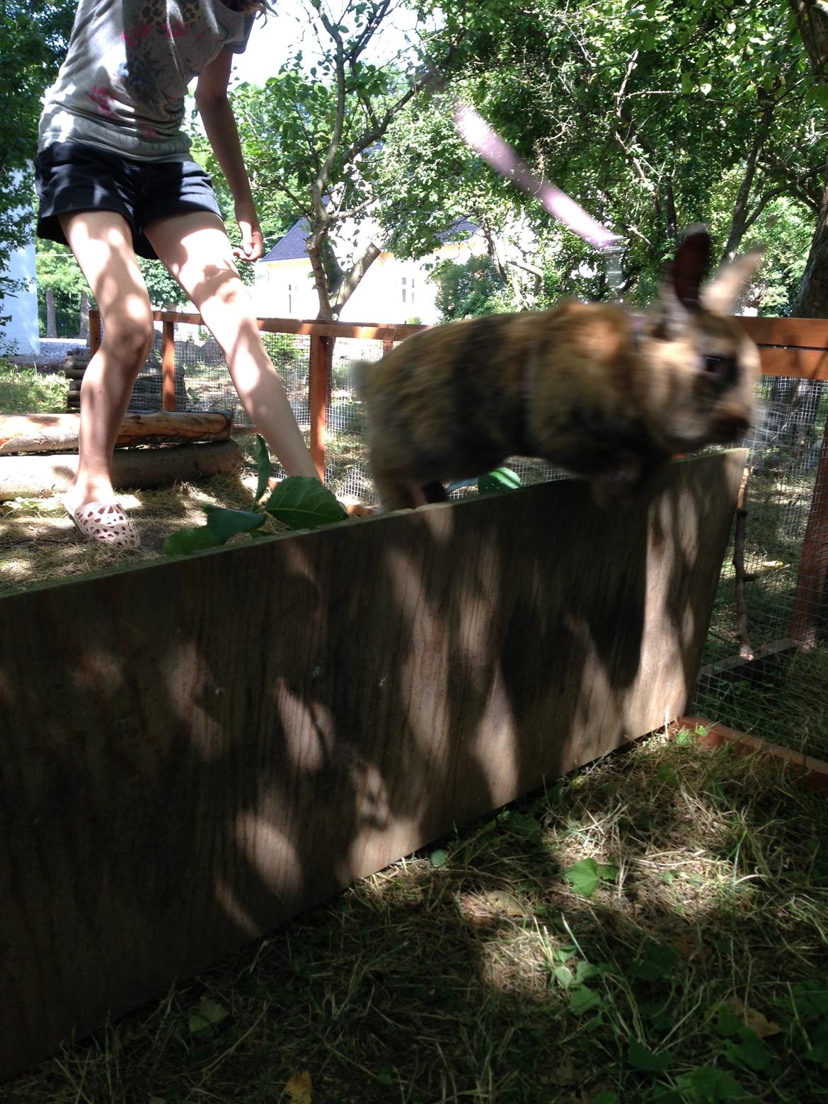 Kanin Rolly Jumper* R'j- TILBYDER PARRING billede 7