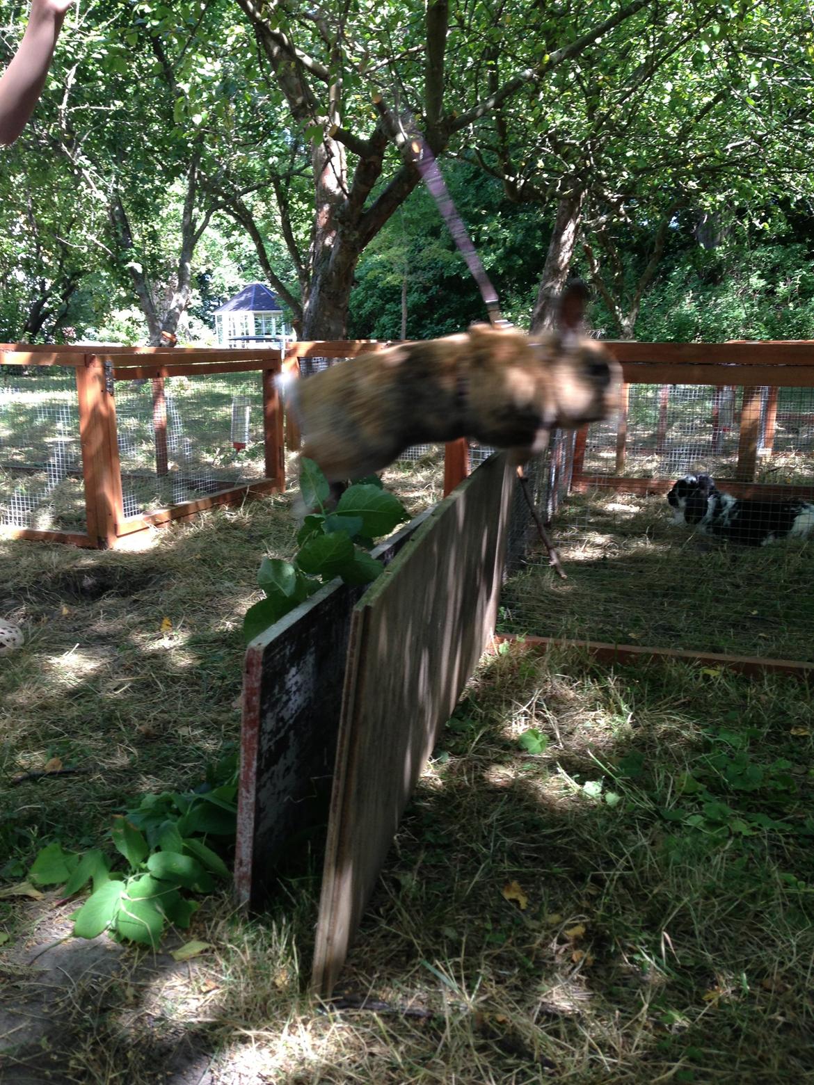 Kanin Rolly Jumper* R'j- TILBYDER PARRING billede 8