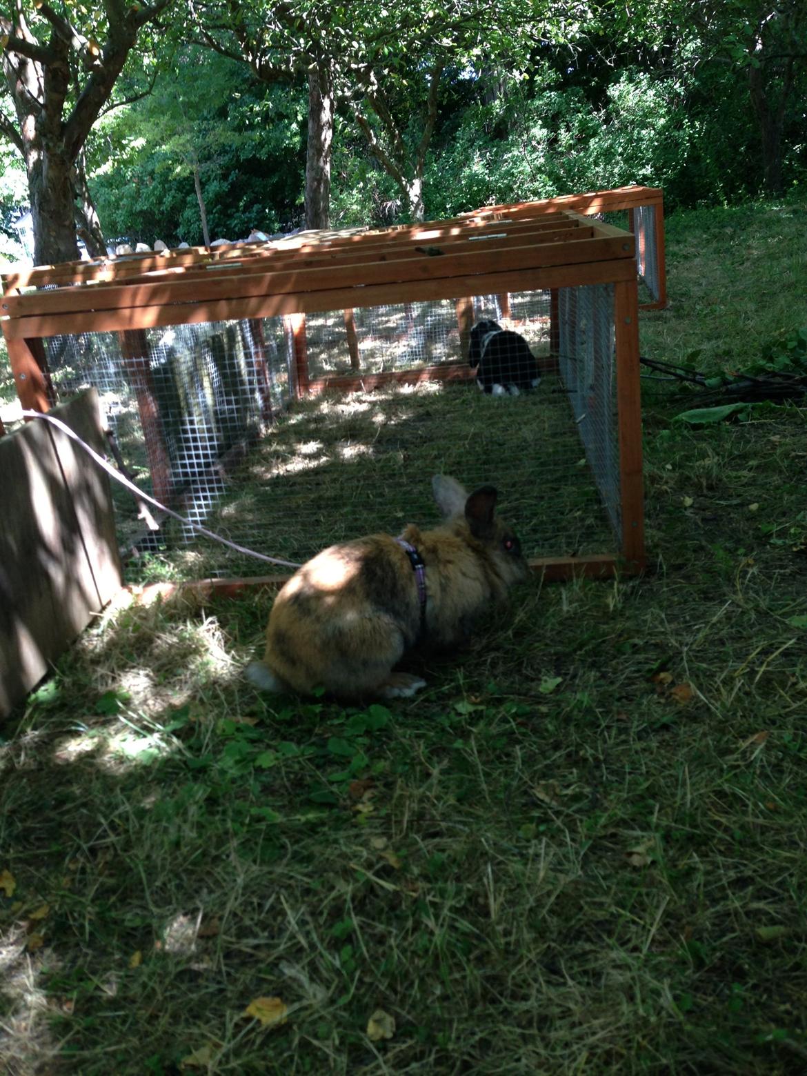 Kanin Rolly Jumper* R'j- TILBYDER PARRING billede 9