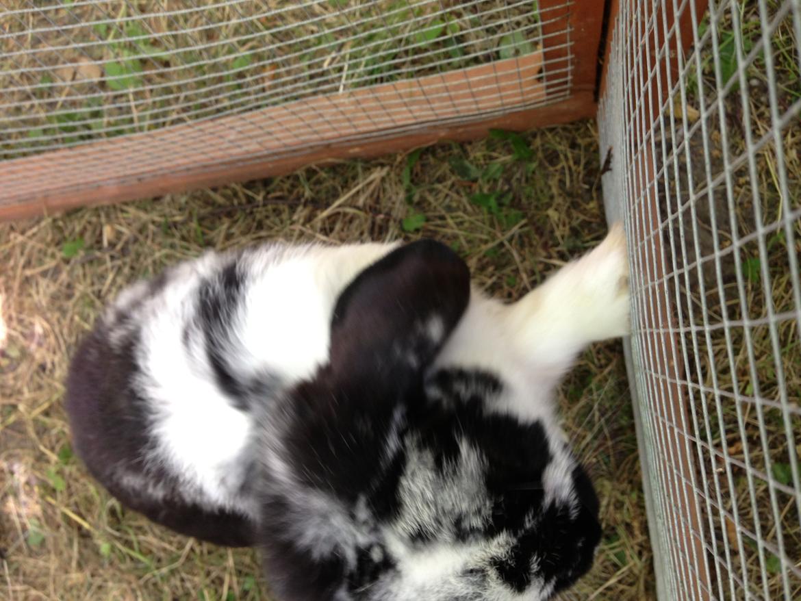 Kanin Balou billede 1