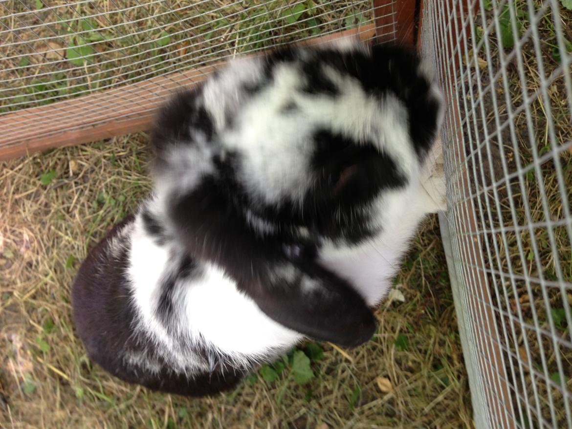 Kanin Balou billede 2