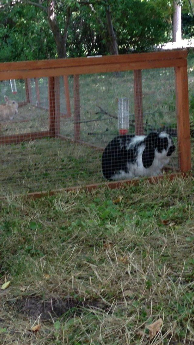 Kanin Balou billede 3