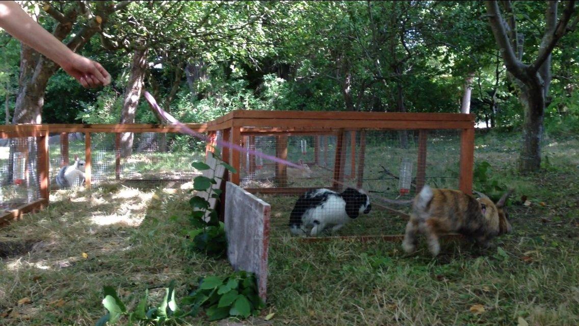 Kanin Balou billede 4