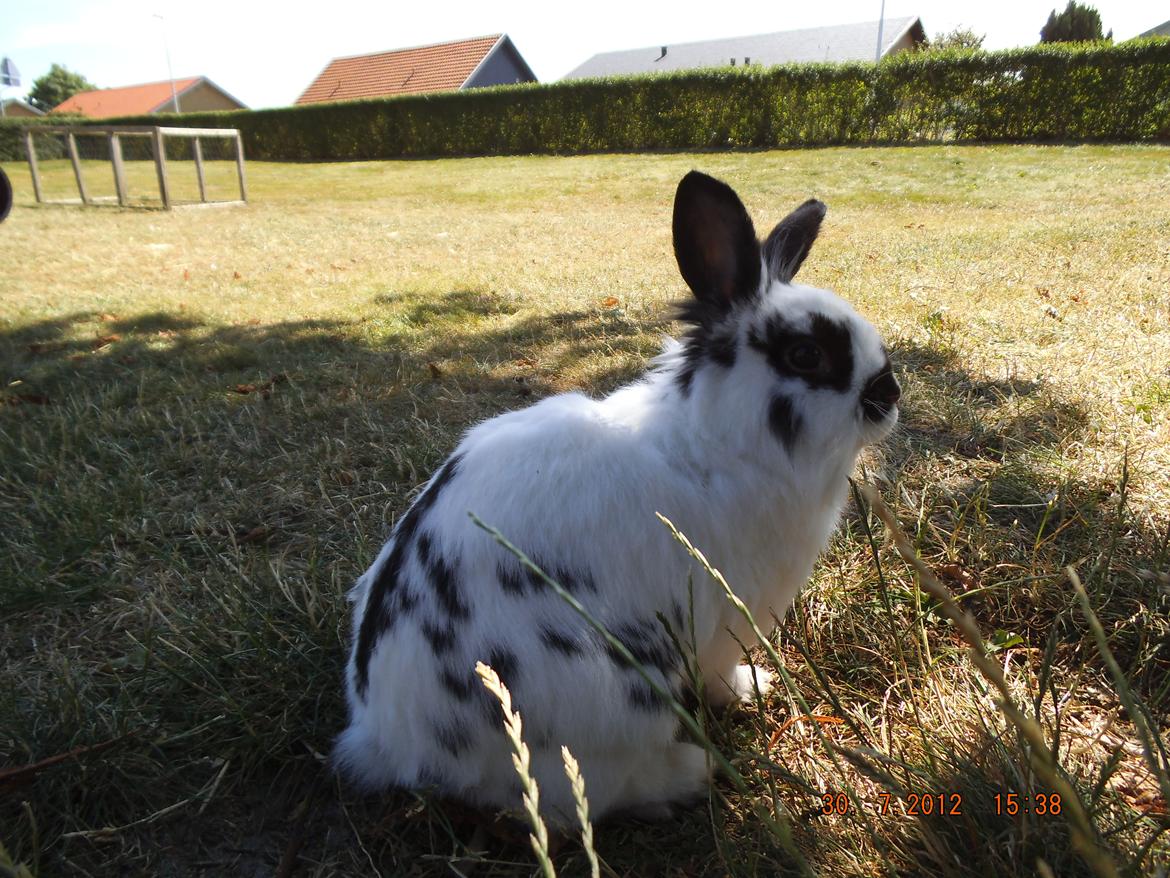 Kanin Lindholms Dobby billede 1