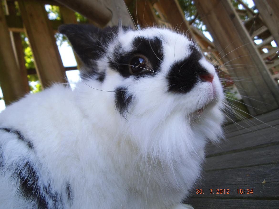 Kanin Lindholms Dobby billede 2