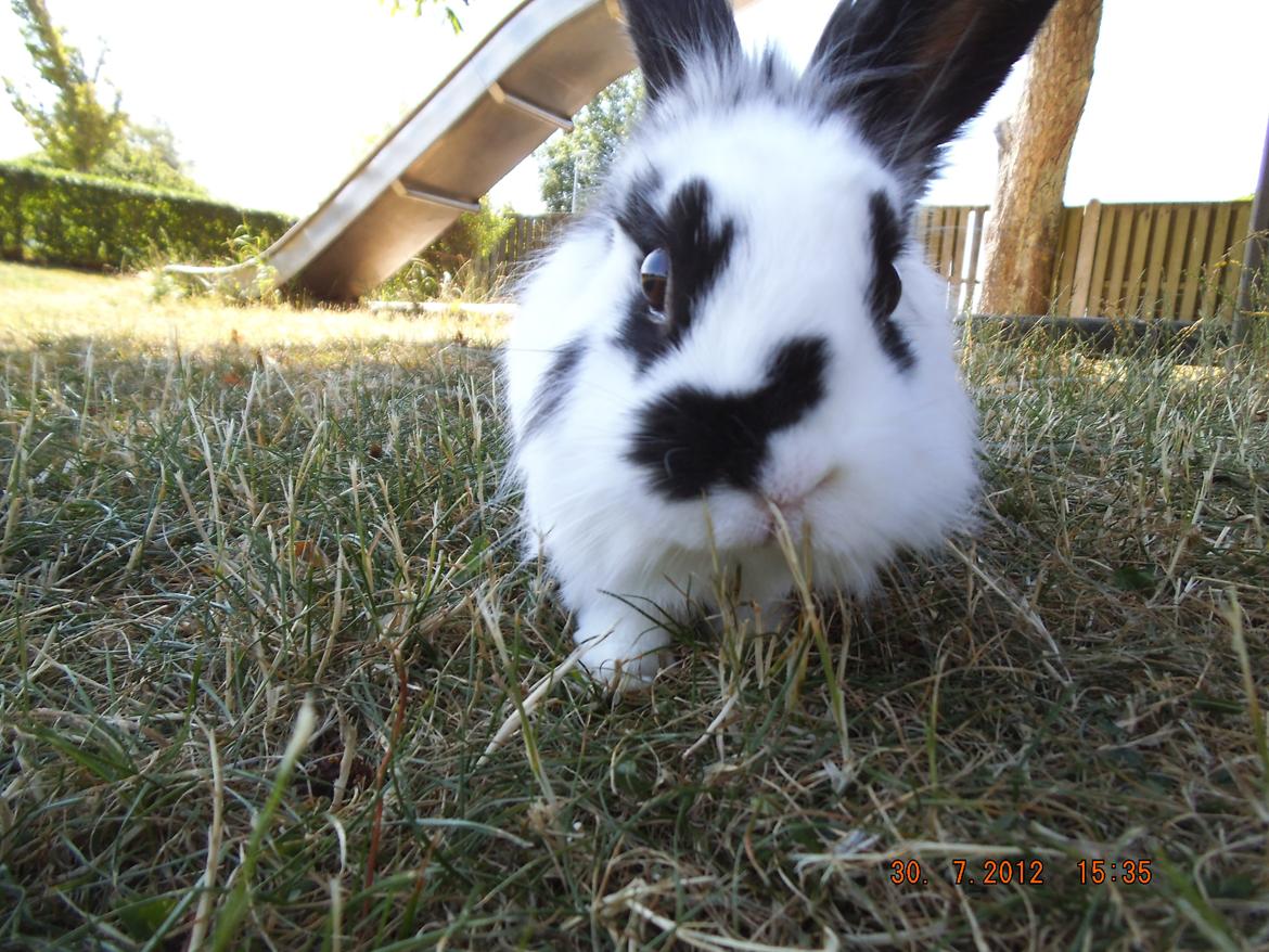 Kanin Lindholms Dobby billede 3