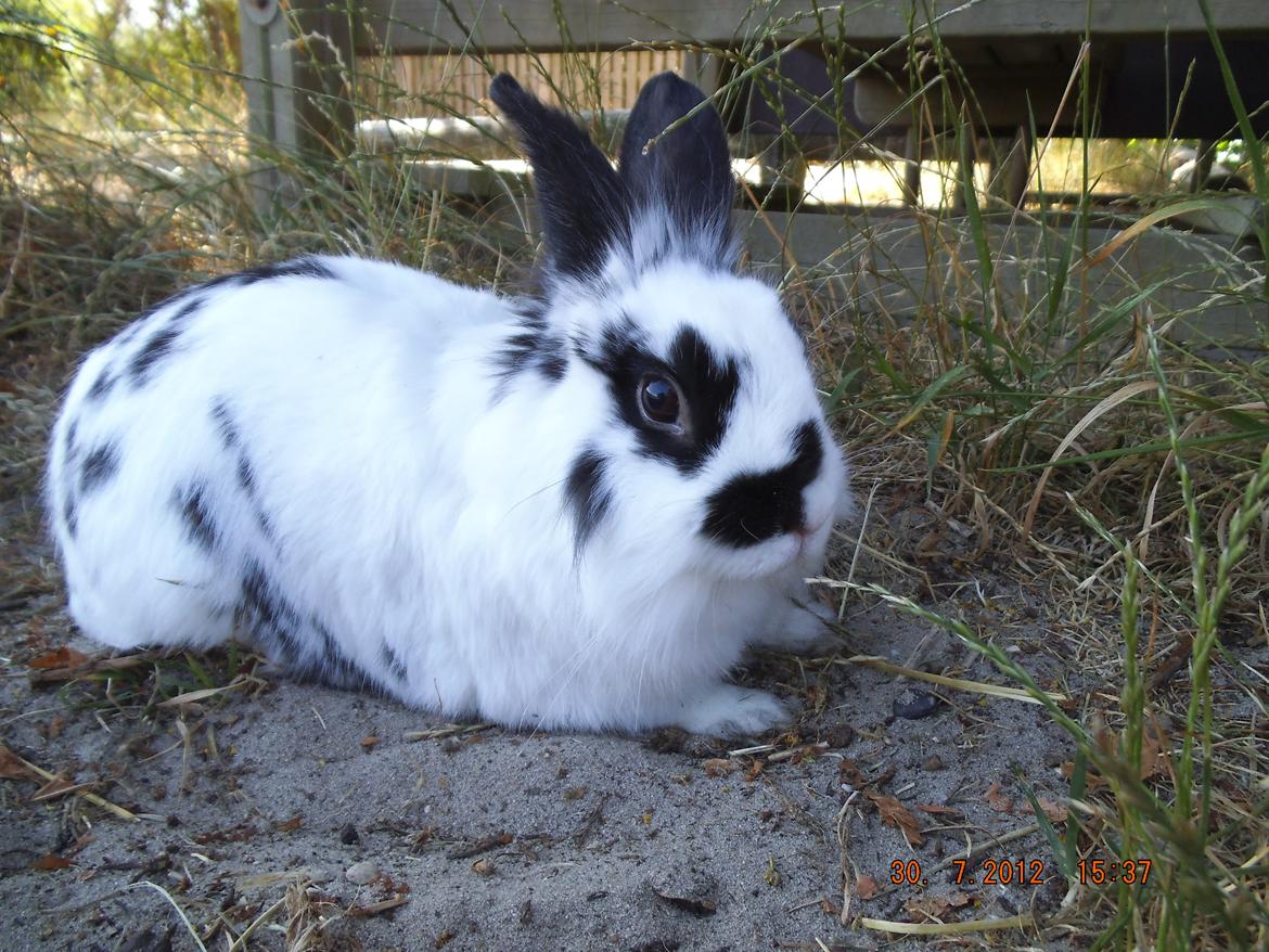 Kanin Lindholms Dobby billede 4