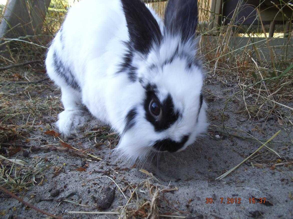 Kanin Lindholms Dobby billede 6