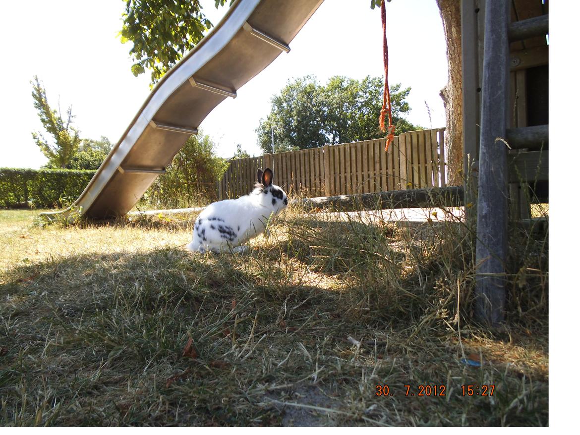 Kanin Lindholms Dobby billede 7