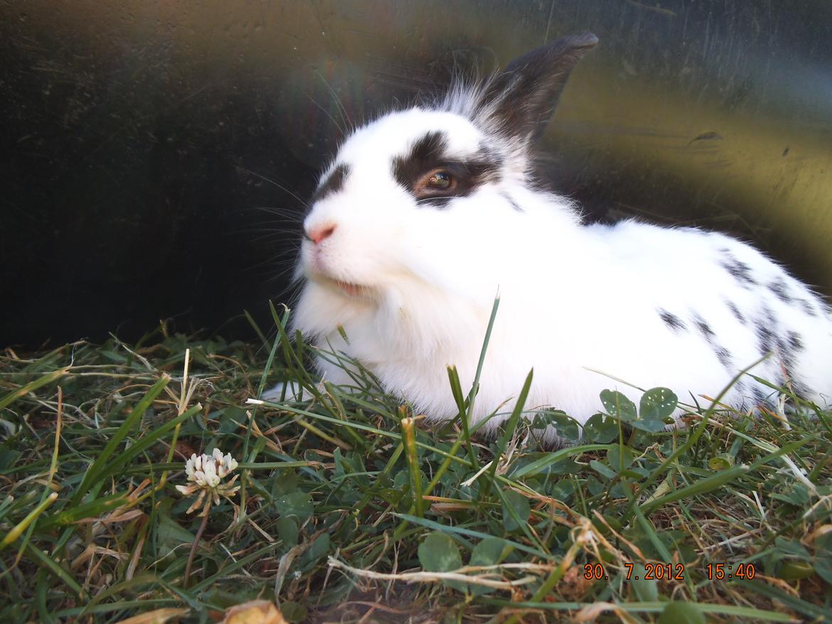 Kanin Lindholms Dobby billede 5