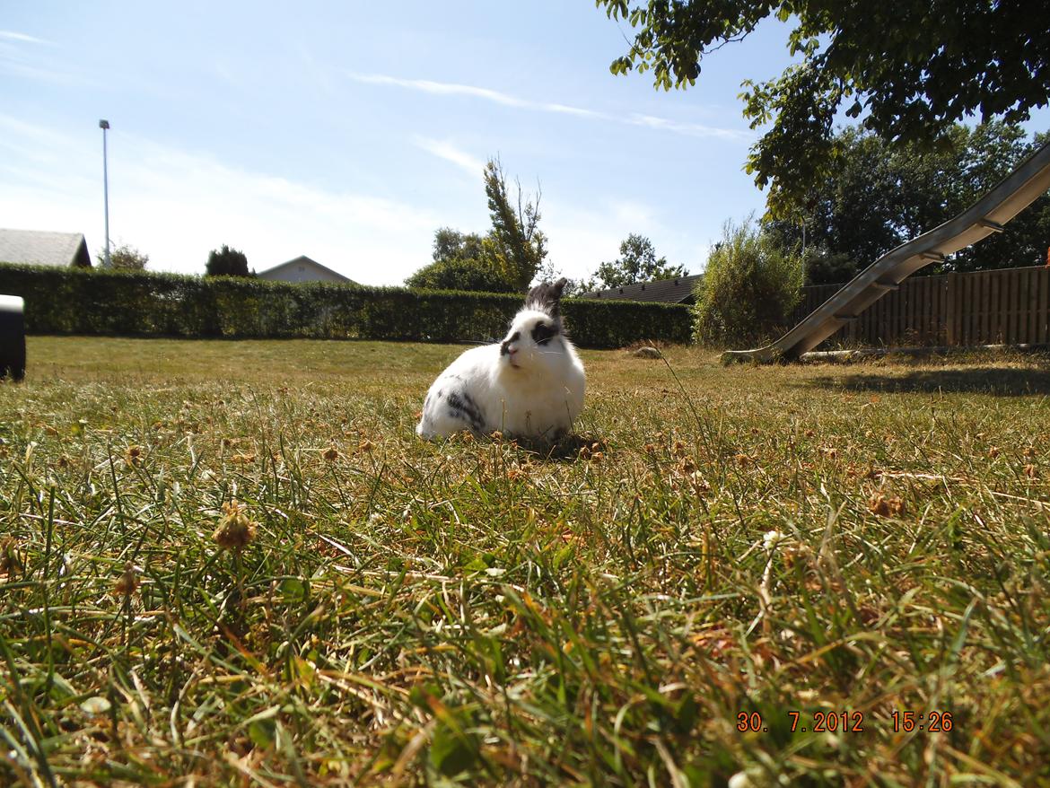 Kanin Lindholms Dobby billede 8