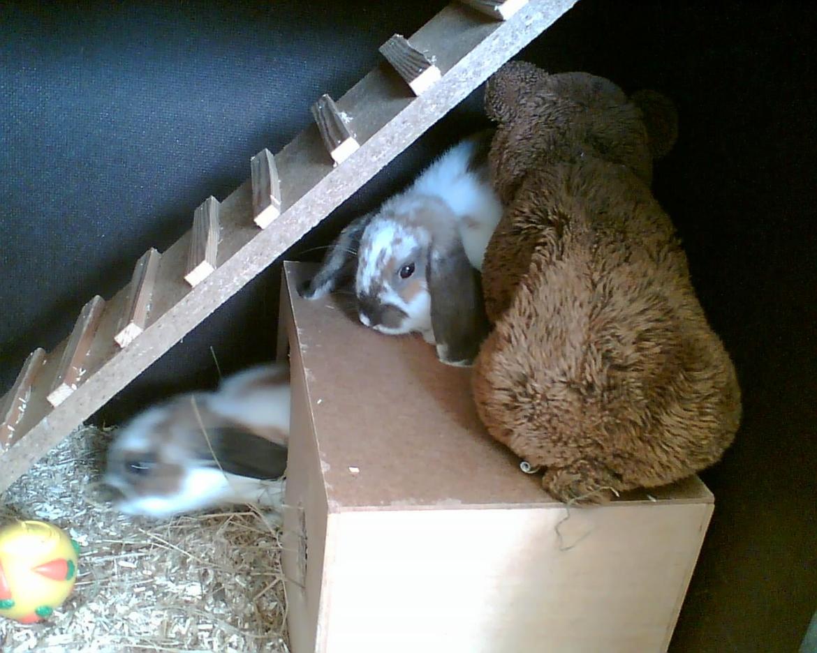 Kanin Simba|Løvehoved/Dværgvædder| - Det er Simba der sidder oven på huset, sammen med min klasses "maskot". Billedet blev taget til en bog, hvor man skrev ind hvad vi havde lavet. Det var til stor glæde for min klasse, at se ham sidde der :-) billede 5