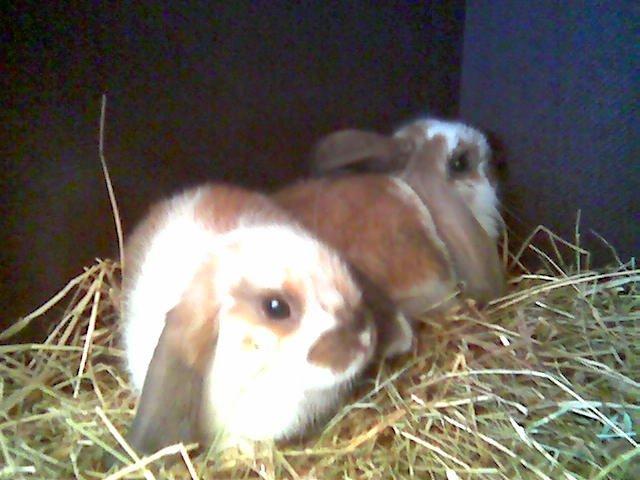 Kanin Simba|Løvehoved/Dværgvædder| - Det er Simba der sidder forrest. billede 4