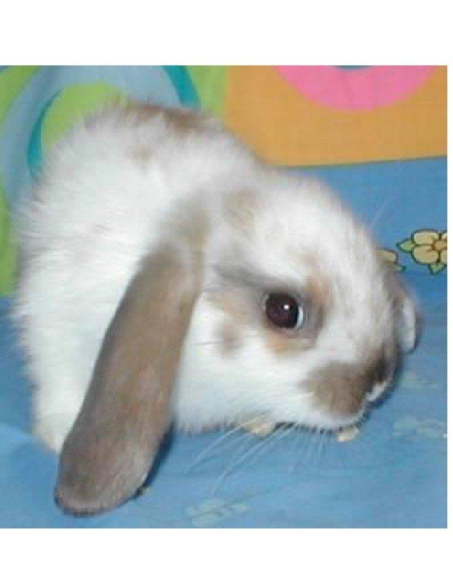 Kanin Simba|Løvehoved/Dværgvædder| - Dette billed fik vi fra opdrætter :-) billede 1