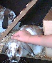 Kanin Simba|Løvehoved/Dværgvædder| billede 3