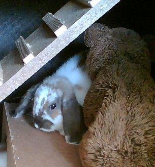 Kanin Simba|Løvehoved/Dværgvædder| billede 2