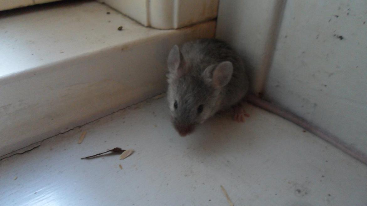 Mus Suchiru billede 2